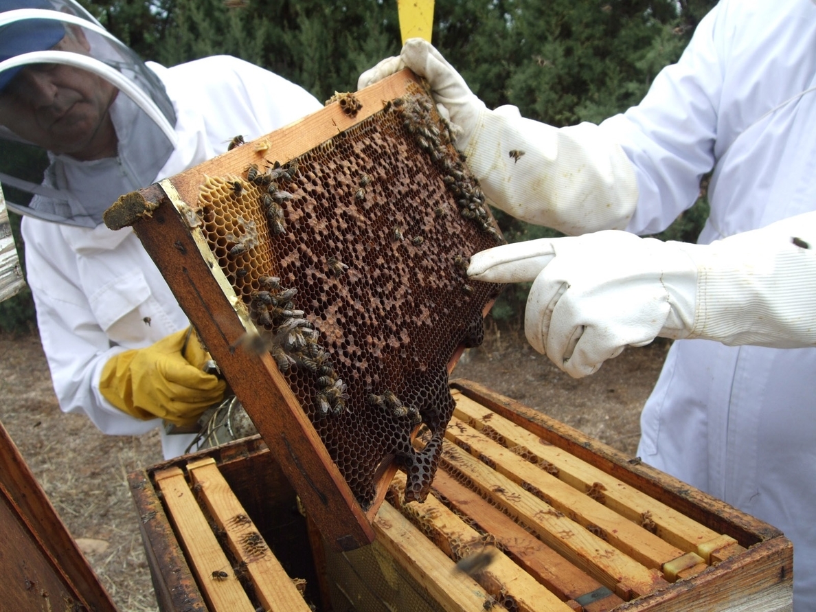 La Junta destina 816.000 euros en ayudas para mejorar la producción y comercialización de la miel durante 2015