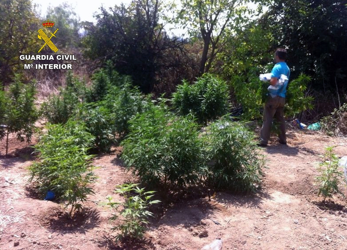 Guardia Civil detiene a cuatro jóvenes, entre ellos un menor, con medio centenar de plantas de marihuana