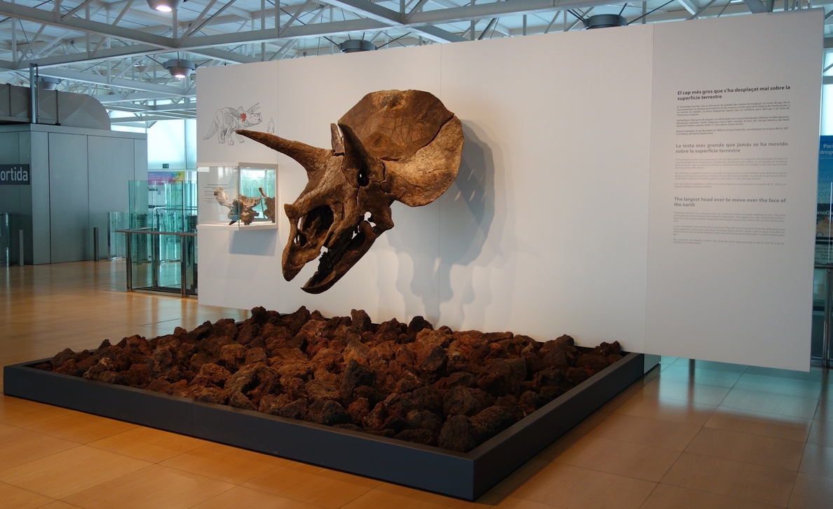 Una cabeza gigante de Triceratops llega al CosmoCaixa