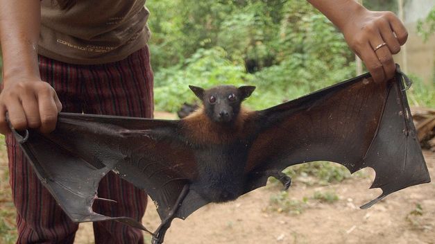 La FAO advierte del posible contagio de ébola por el consumo de murciélago de fruta