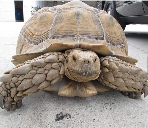 La Policía rescata a una tortuga gigante en Los Angeles