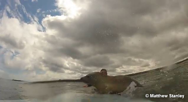 Un surfista consigue conquistar a una foca bebé en pleno entrenamiento