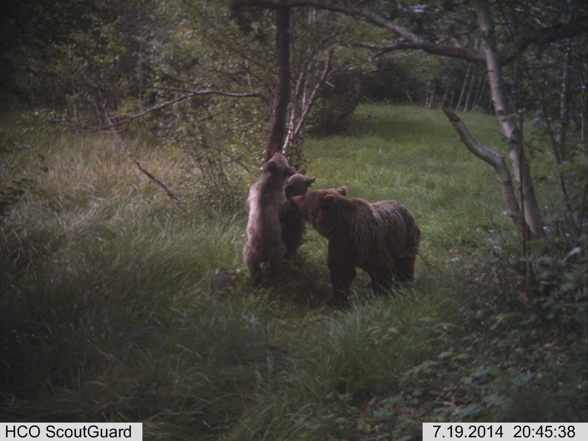 Detectan cuatro cachorros de oso pardo en el Parque Natural del Alt Pirineu
