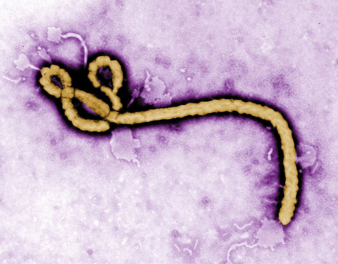 La OMS decreta el brote de ébola como emergencia de salud pública
