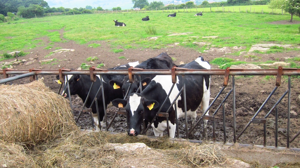 Cantabria recibirá 18.000 toneladas de cuota láctea de la Reserva Nacional