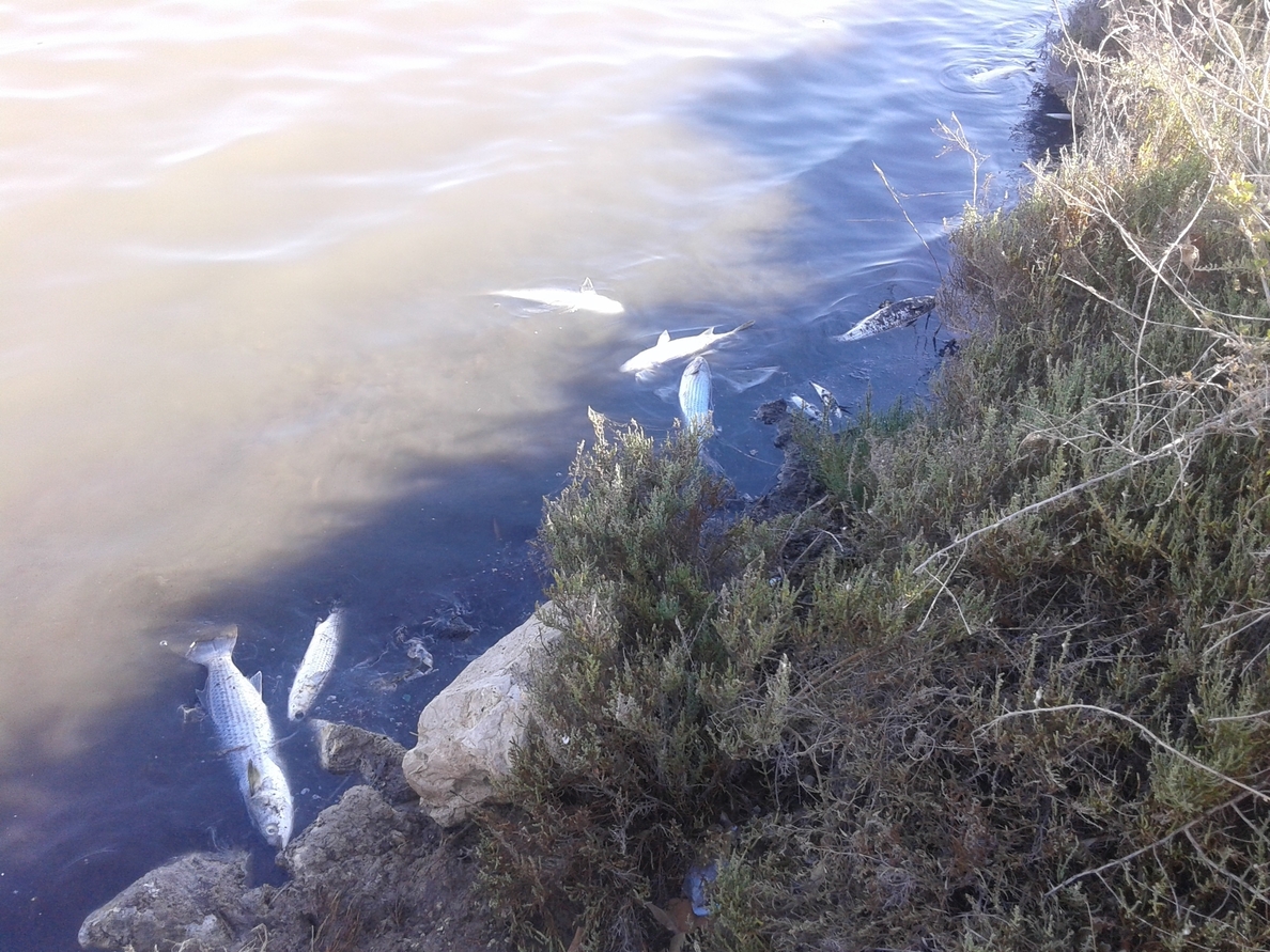 La falta de lluvias y las altas temperaturas provocan mortandad de peces en las Salinas de Calpe