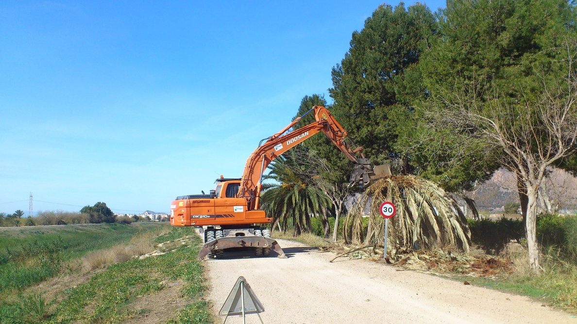 La CHS elimina casi un millar de palmeras infectadas por picudo rojo entre Murcia y Guardamar del Segura
