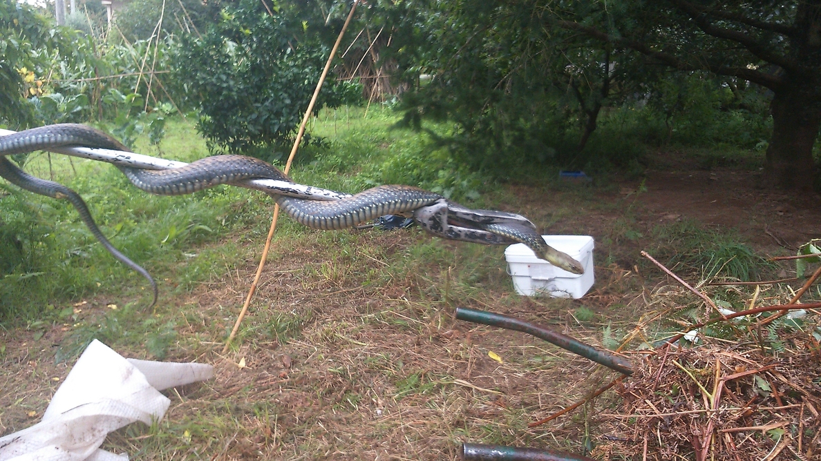 La Policía Local de Vigo recupera una serpiente de más de un metro hallada en un campo próximo a una vivienda habitada