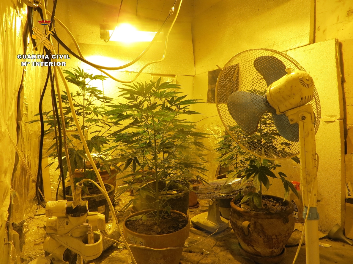Desmantelado en Calahorra un invernadero para el cultivo intensivo de marihuana