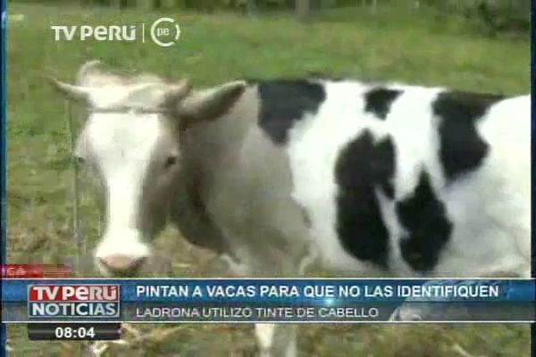 Una mujer robó una vaca en Perú y la pintó para que sus dueños no la reconocieran