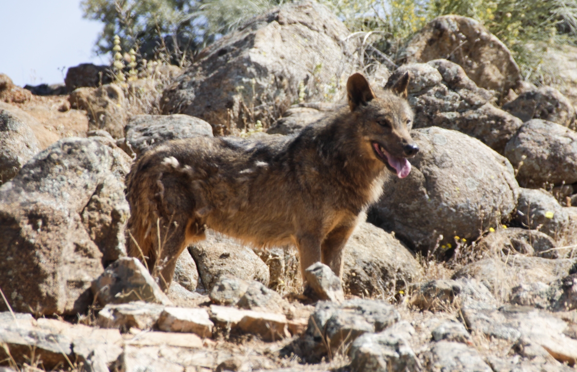 Ecologistas califica de «sobredimensionado» el cupo de 140 cazas autorizadas de lobos en Castilla y León