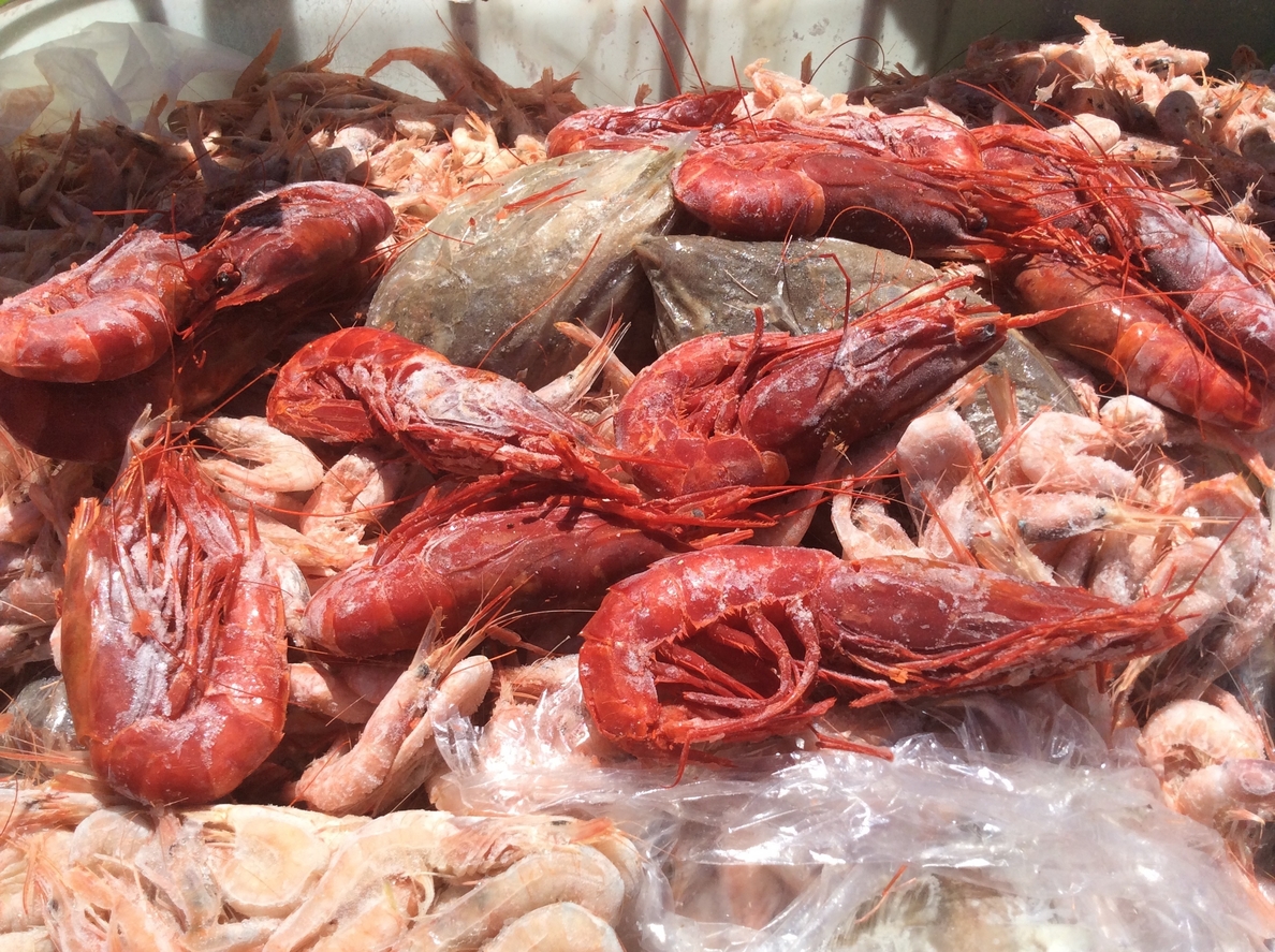 La Policía Local de Ceuta se incauta de 1.350 kilogramos de pescado y marisco para su distribución clandestina