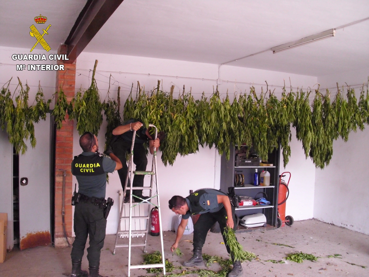 La Guardia Civil desmantela en Alfaro una plantación de Cannabis Sativa