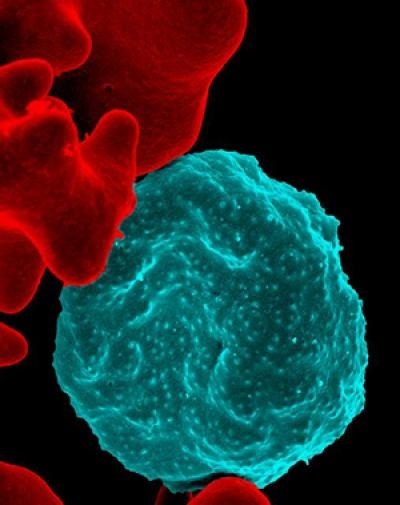 Investigadores descubren cómo el parásito de la malaria infecta a los glóbulos rojos