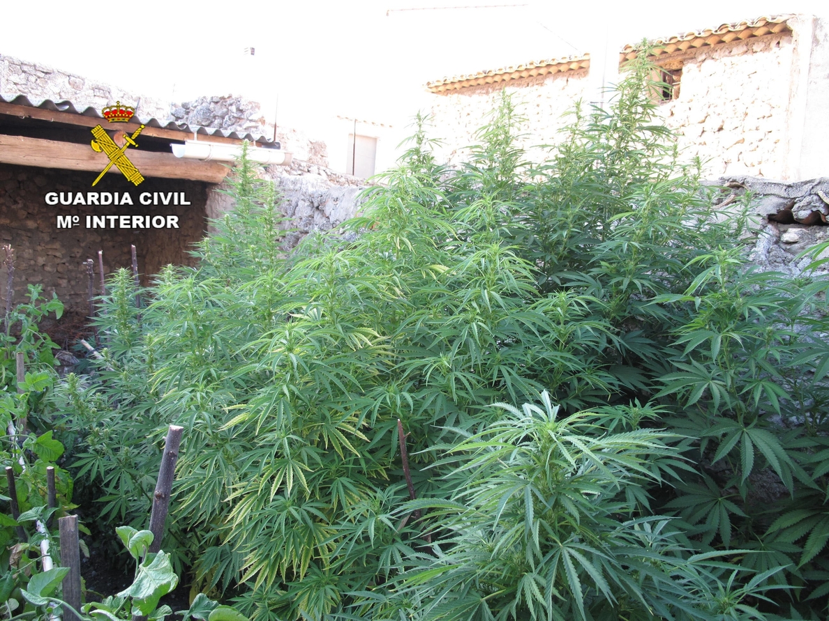 Detenida una persona e intervenidas 19 plantas de marihuana en Verdelpino de Huete (Cuenca)