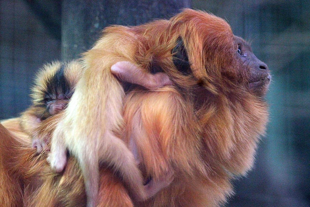 Nacen gemelos de Tití Dorado en el Zoo de Santillana del Mar (Santander)