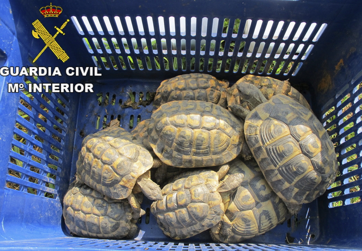 Intervenidas 52 tortugas de una especie en extinción en un piso de Barcelona