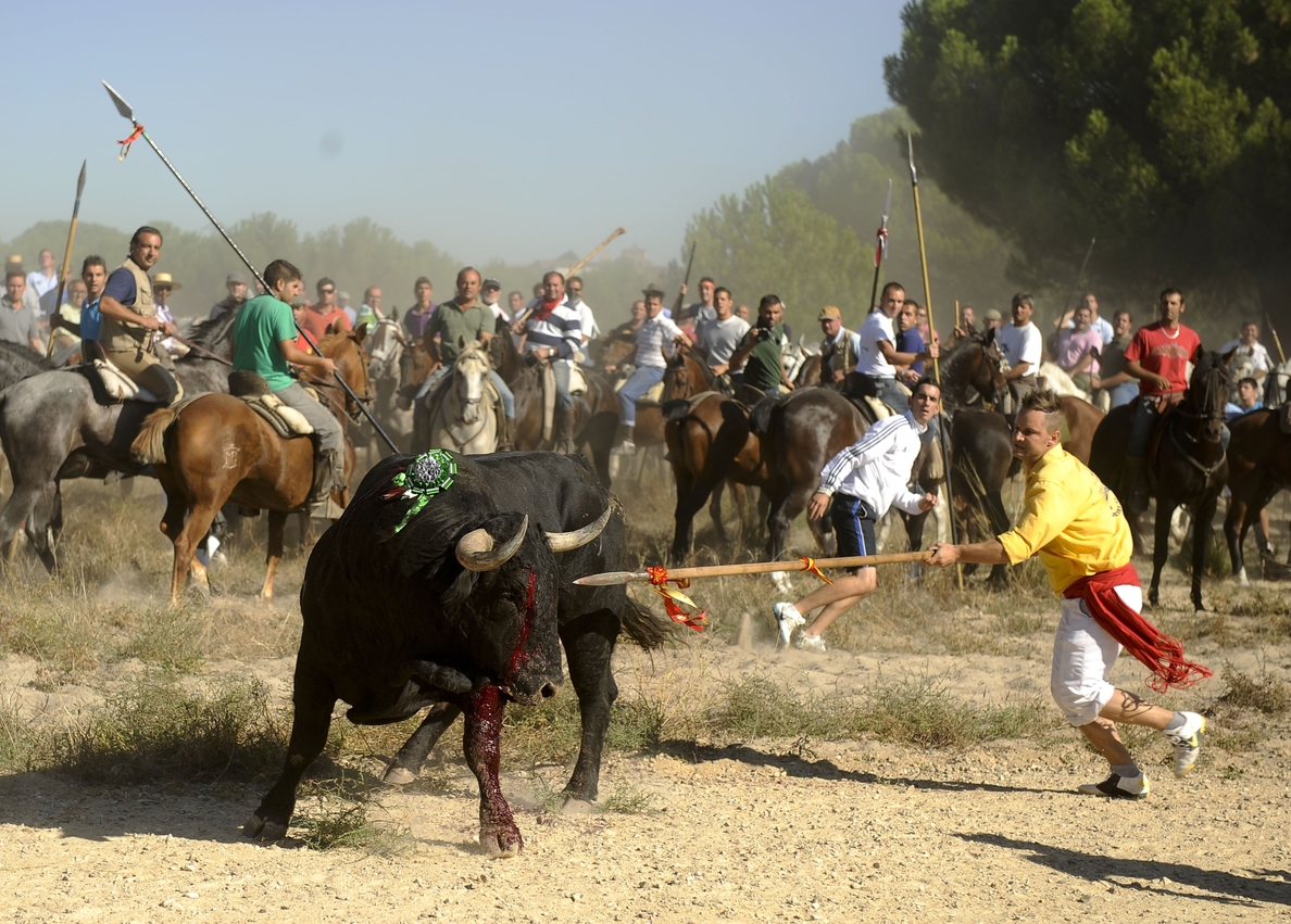 Parlamentarios animalistas asistirán hoy en Madrid a los actos contra el Toro de la Vega