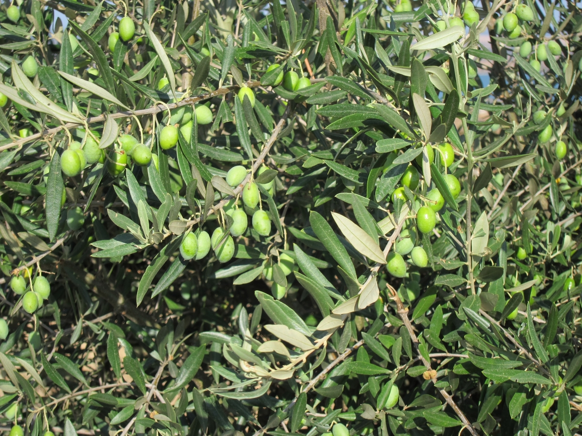 Investigadores oscenses descubren diez nuevas variedades de olivo autóctonas en comarcas altoaragonesas