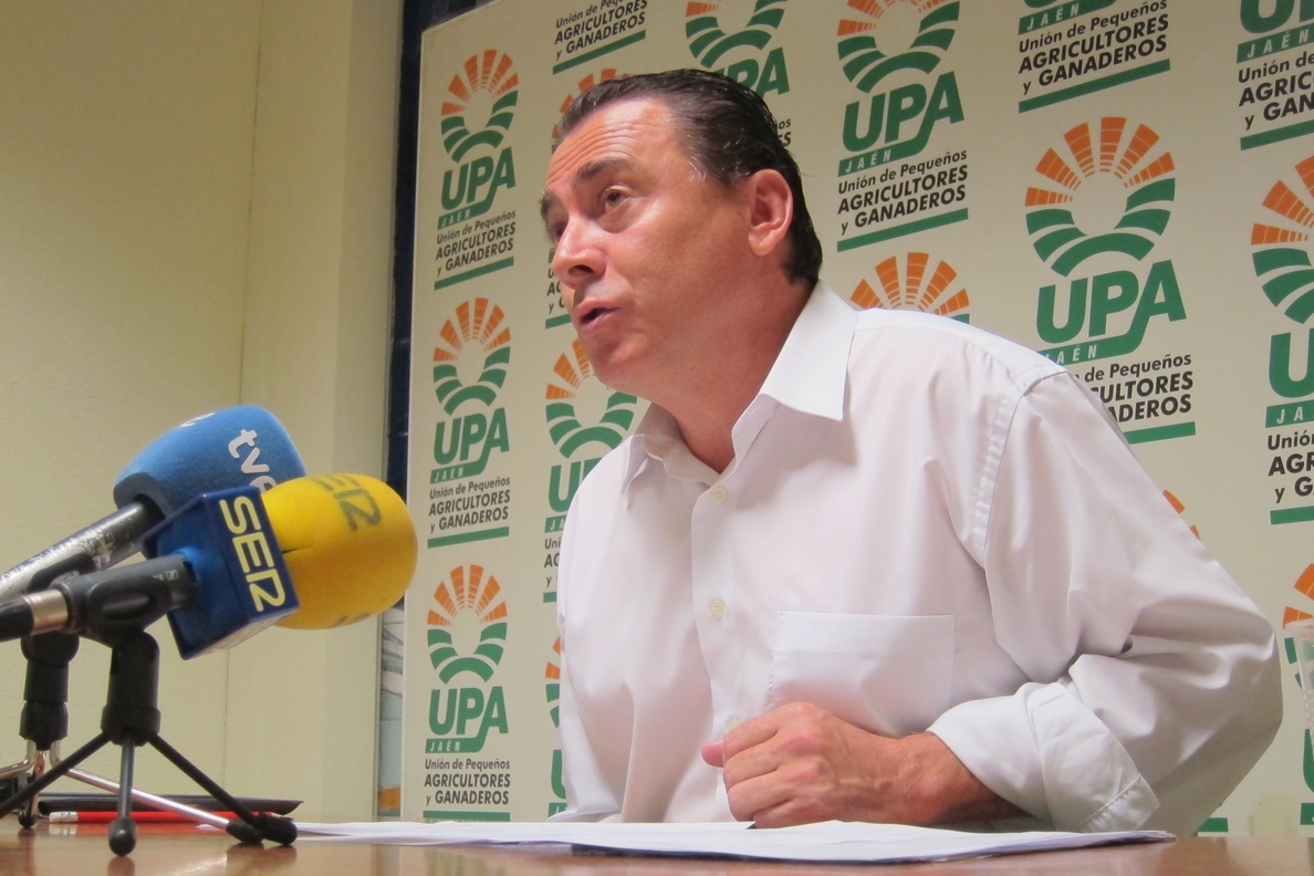 UPA prevé una producción de 603.160 toneladas de aceite de oliva en Andalucía, un 59% menos que en la pasada campaña