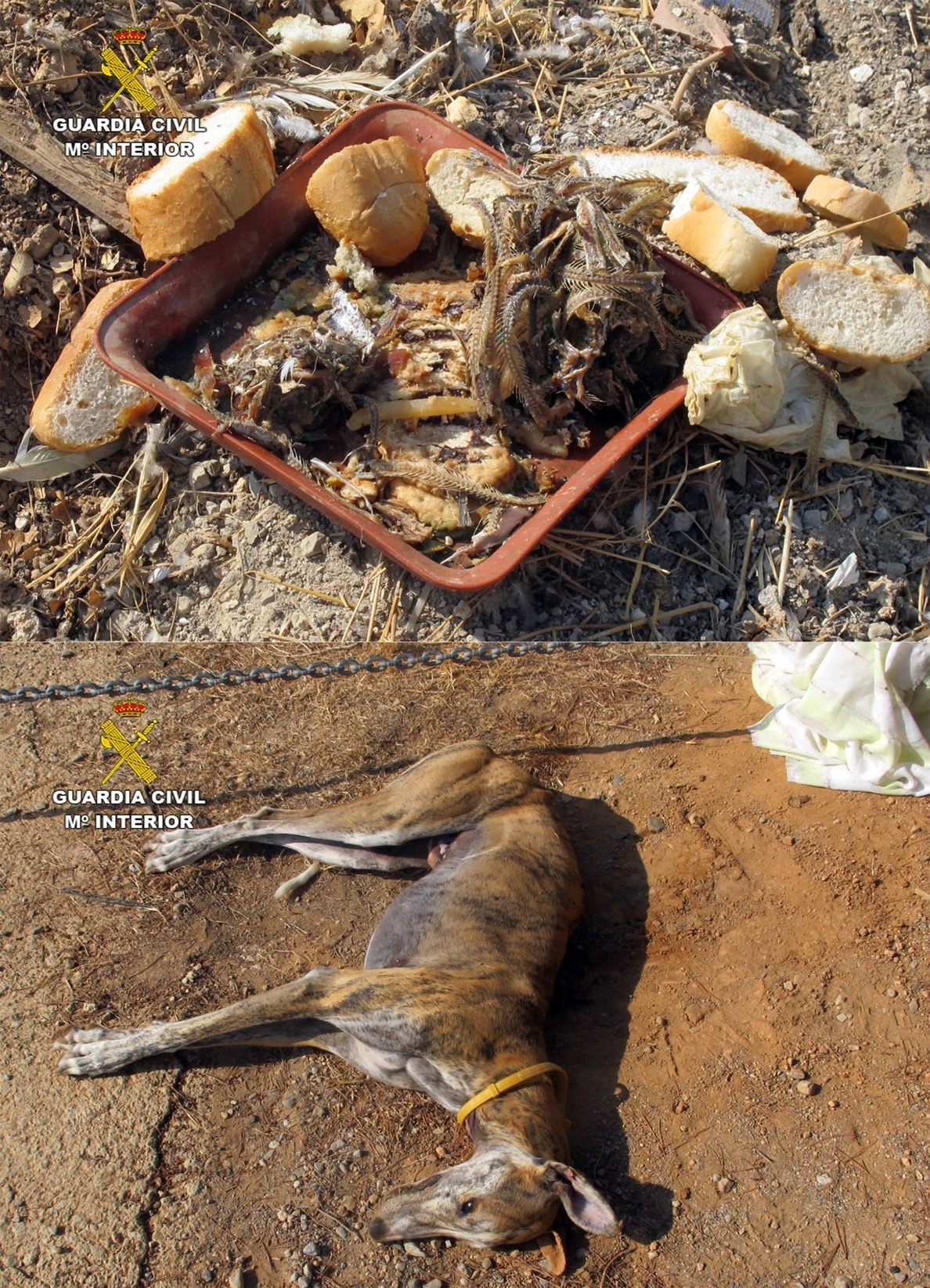 La Guardia Civil imputa a un colombicultor por envenenar perros con raticidas