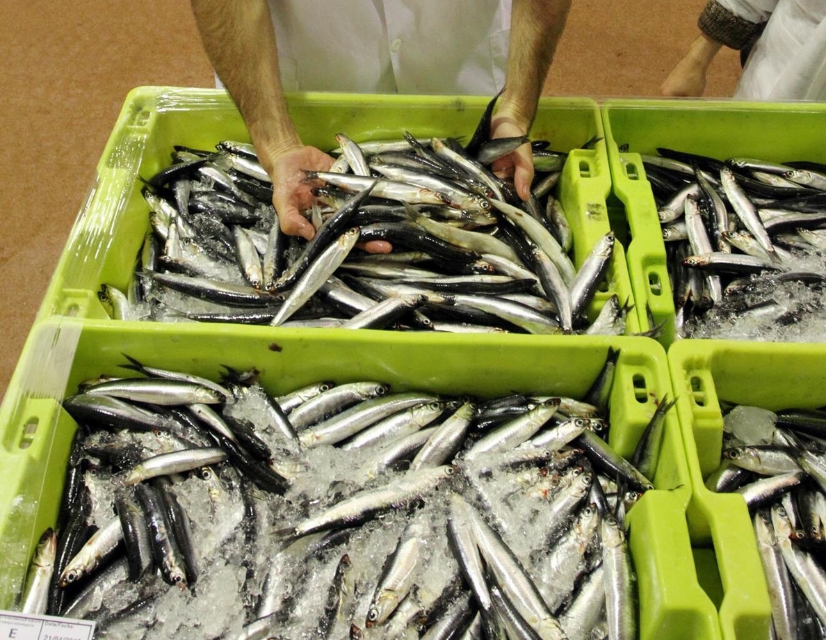 Los pescadores cántabros capturan 20 toneladas de anchoa, que venden por encima de 5 euros el kilo
