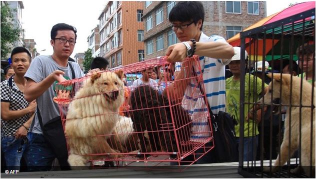 Crece la indignación por el consumo masivo de carne de perro en diversos festivales a lo largo de China