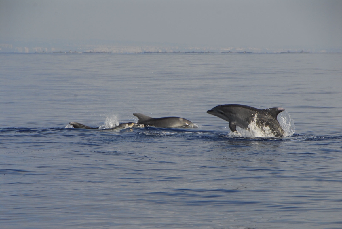 ANSE identifica en Murcia y Almería 45 ejemplares distintos de delfín mular, de los que una treintena son nuevos