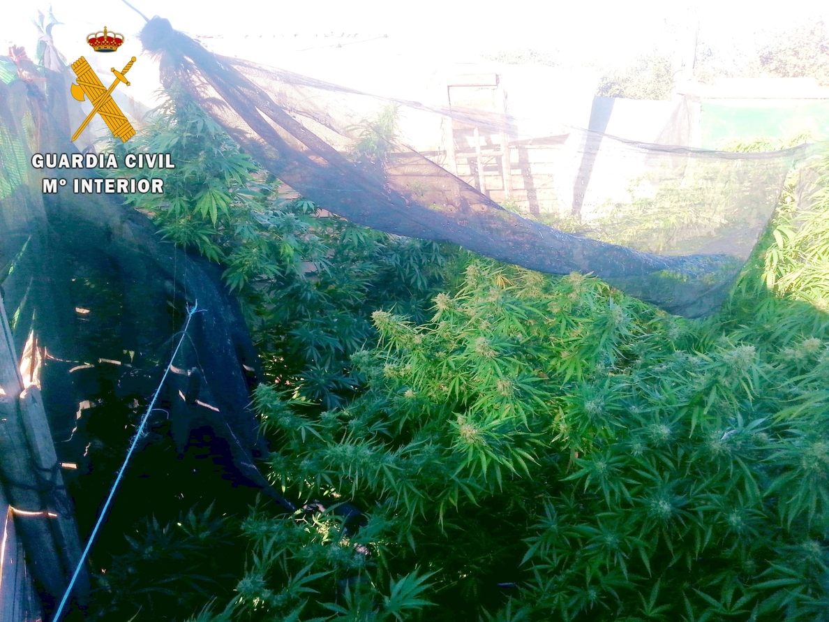 Detenidos los responsables de dos puntos de cultivo de marihuana en Guareña e Higuera de Llerena