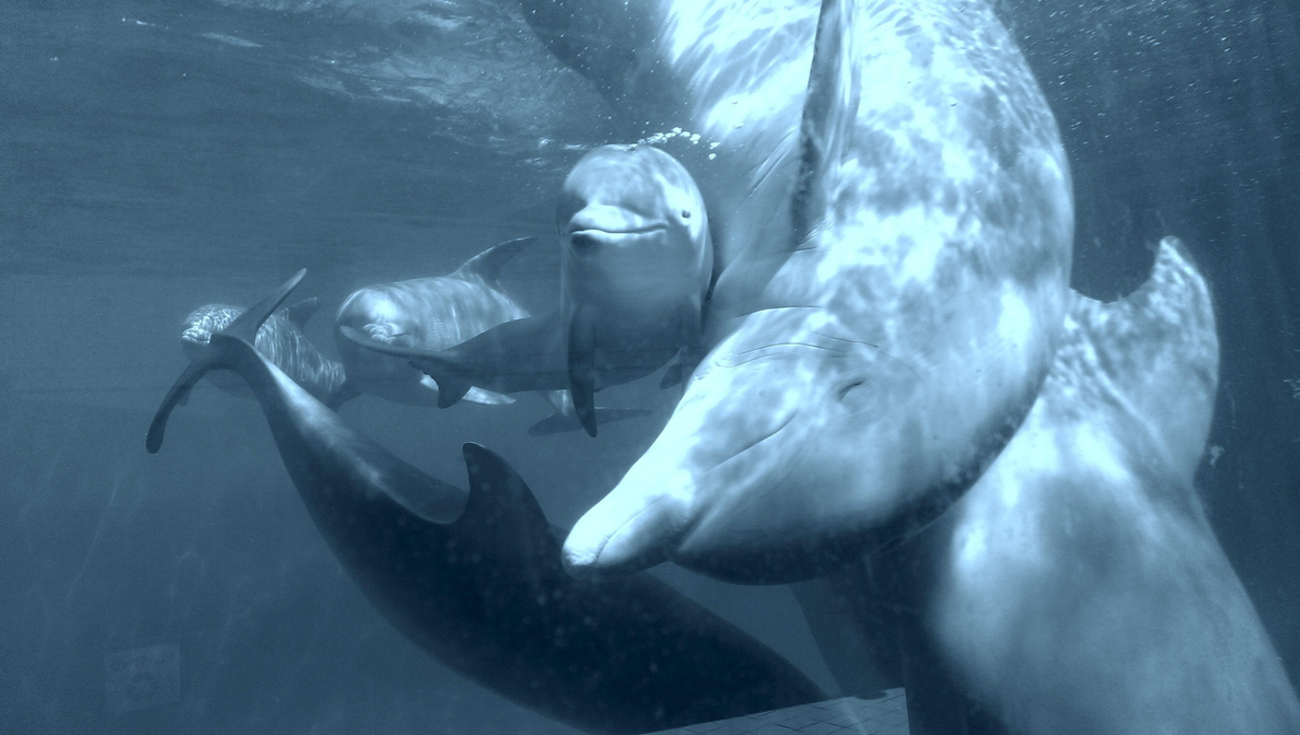Perro y delfín se disputan el trono de «cerebrito» del mundo animal