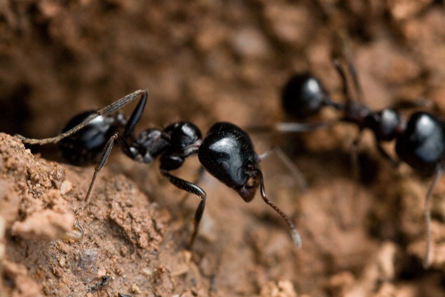 ¿Todas las hormigas juntas pesan más que los humanos?