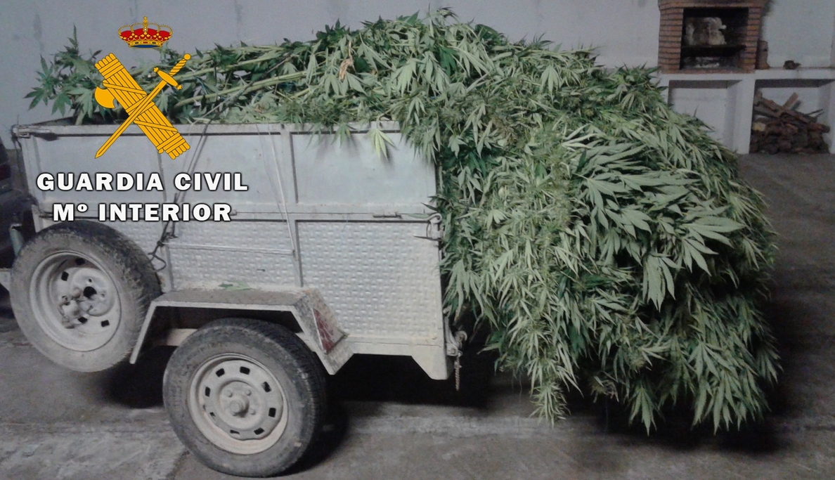 Detenido un joven y desmantelado un invernadero con 111,5 kilos de marihuana en Castillo de Locubín