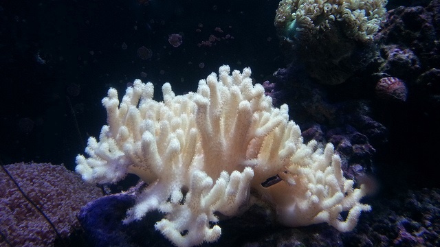 Encuentran un bosque de corales negros en una montaña submarina canaria