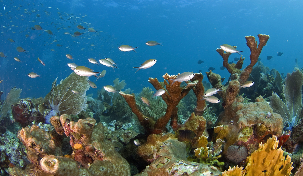 Arrecifes del Caribe mexicano, en peligro por desarrollo urbano y turístico