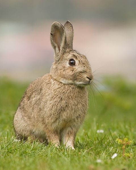 Asaja C-LM exige más actuaciones para terminar con la proliferación de conejos porque las adoptadas son «insuficientes»