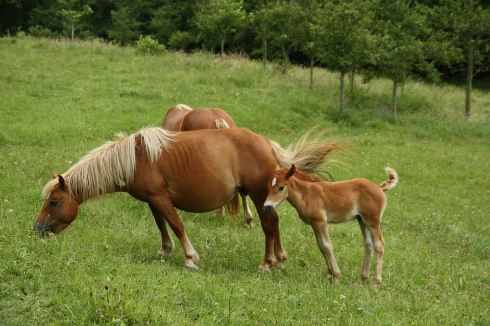 Libera! celebra que la UE revise la normativa sobre identificación de caballos