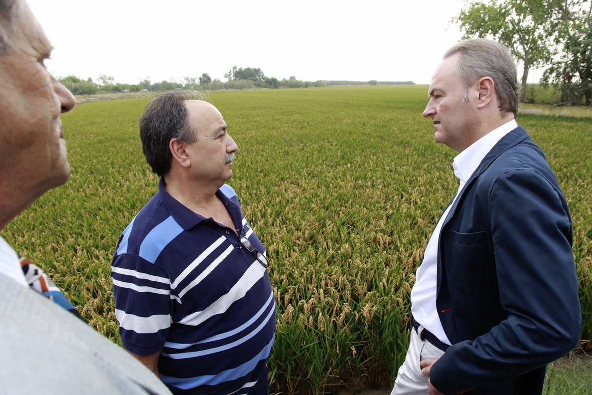 Fabra señala que los cultivadores de arroz percibirán un pago complementario de 100 euros por hectárea