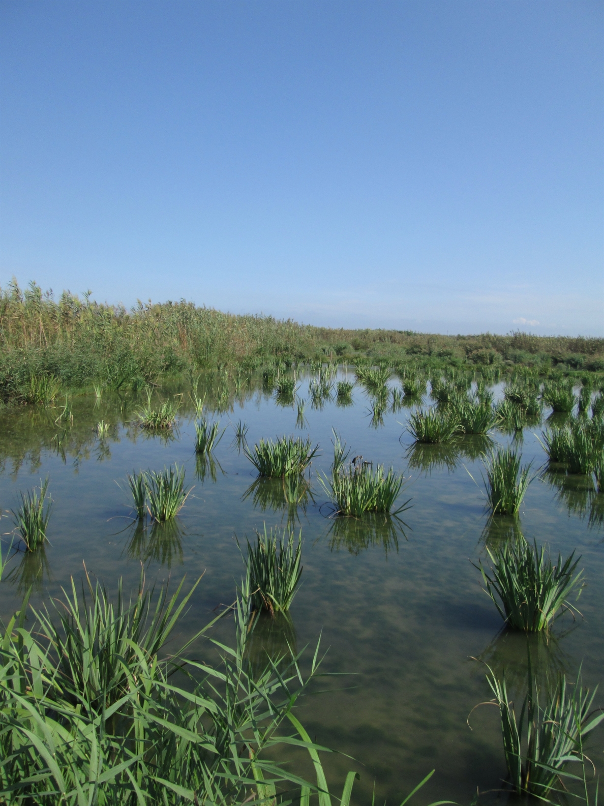 La Confederación del Júcar transforma un arrozal de la Albufera (Valencia) en varios humedales
