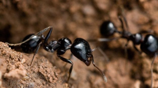 ¿Todas las hormigas juntas pesan más que los humanos?