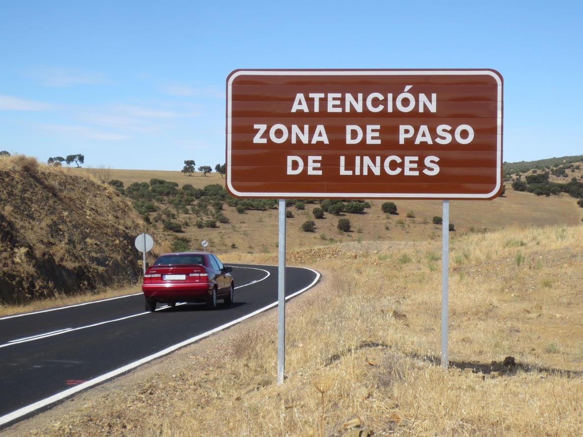 Comienzan los trabajos para preparar la reintroducción del lince ibérico en los Montes de Toledo