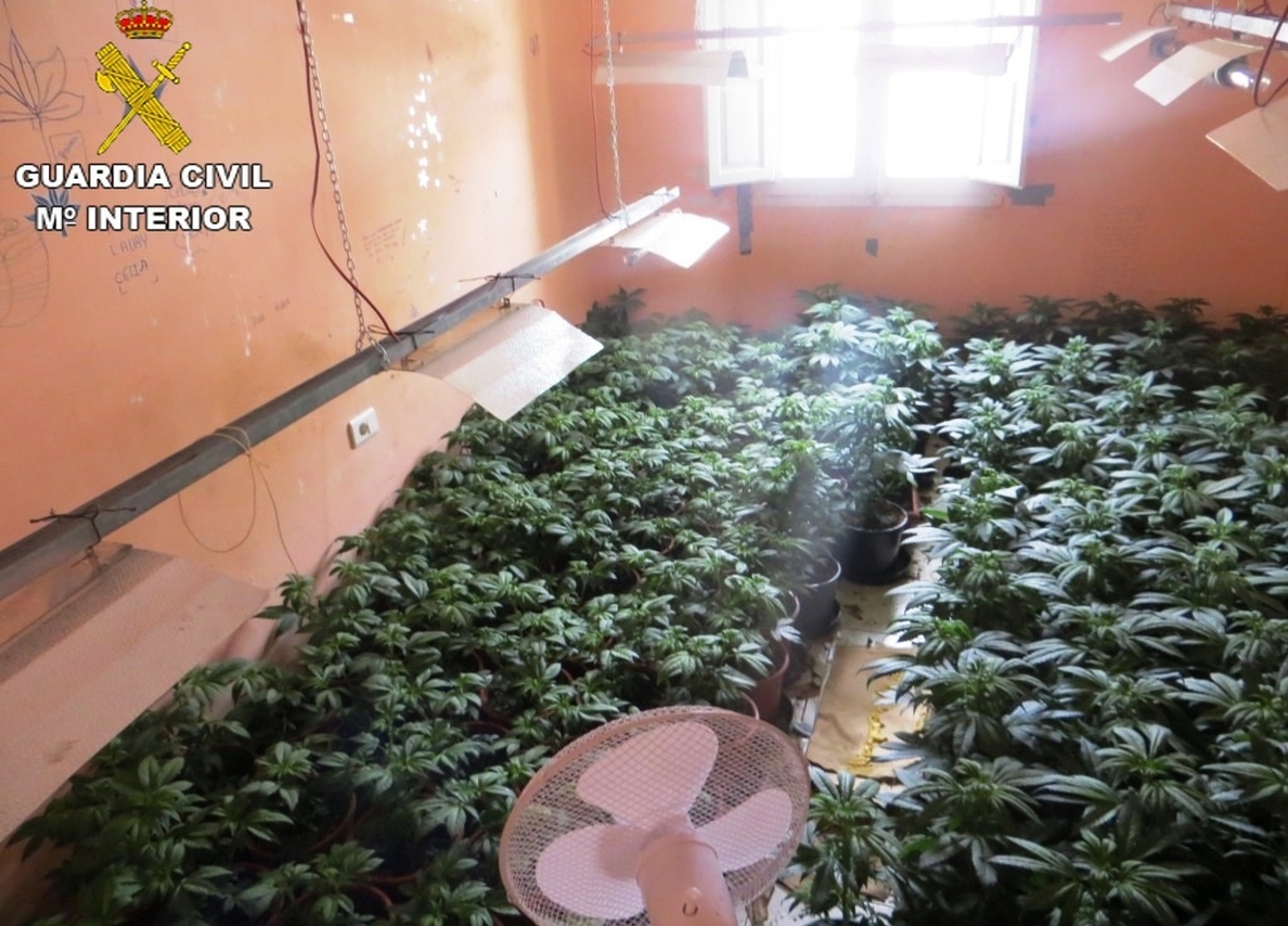 La Guardia Civil se incauta de 500 plantas de marihuana en un domicilio de la Pobla Llarga
