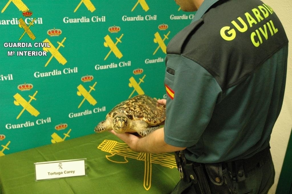La Guardia Civil interviene una tortuga de Carey disecada cuando se iba a vender por internet