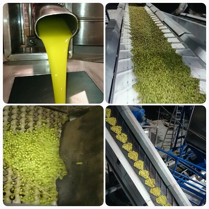 La marca de aceite de oliva »Supremo» ultima la salida al mercado del primer «monovarietal de arbosana de Jaén»