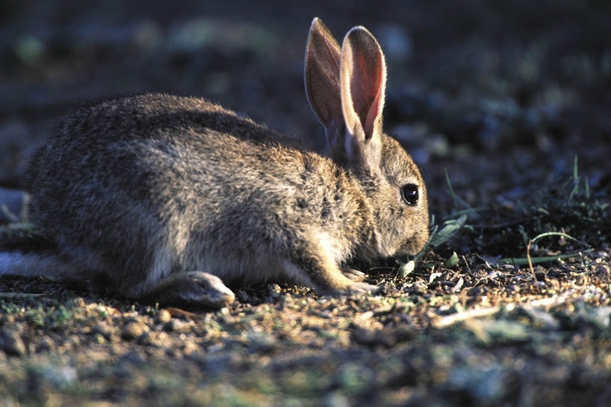 Medio Ambiente desarrolla en el Espacio Natural de Doñana un proyecto para la recuperación del conejo de monte