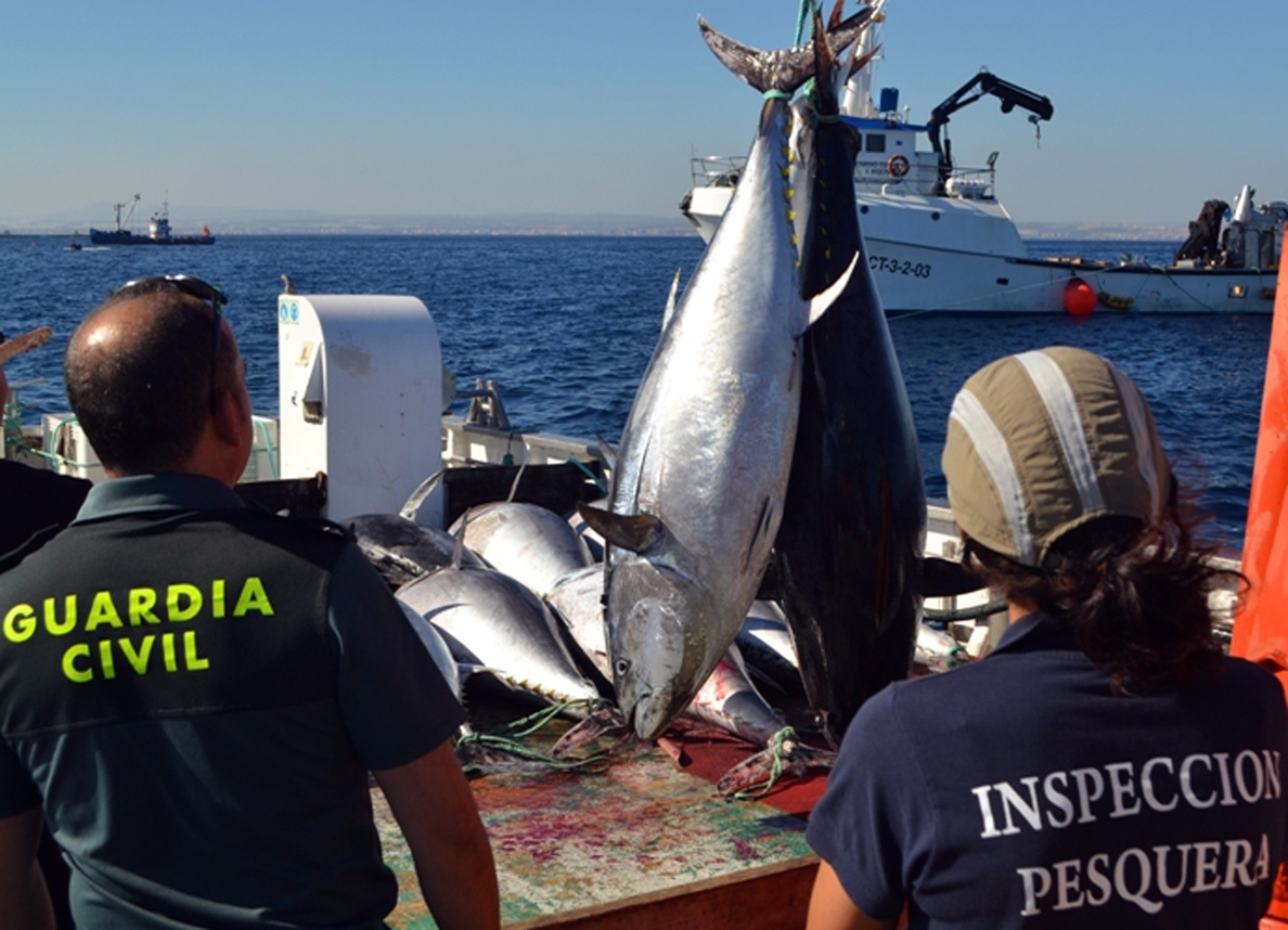 Guardia Civil e inspectores del MAGRAMA decomisan siete toneladas de atún rojo en un caladero de San Pedro