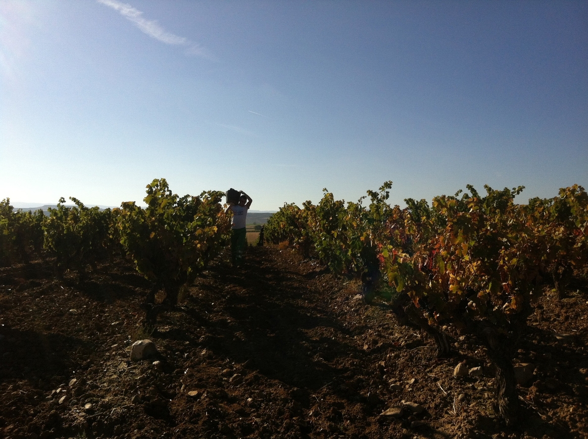 La vendimia 2014 concluye en Rioja «con más cantidad y calidad que la cosecha anterior»
