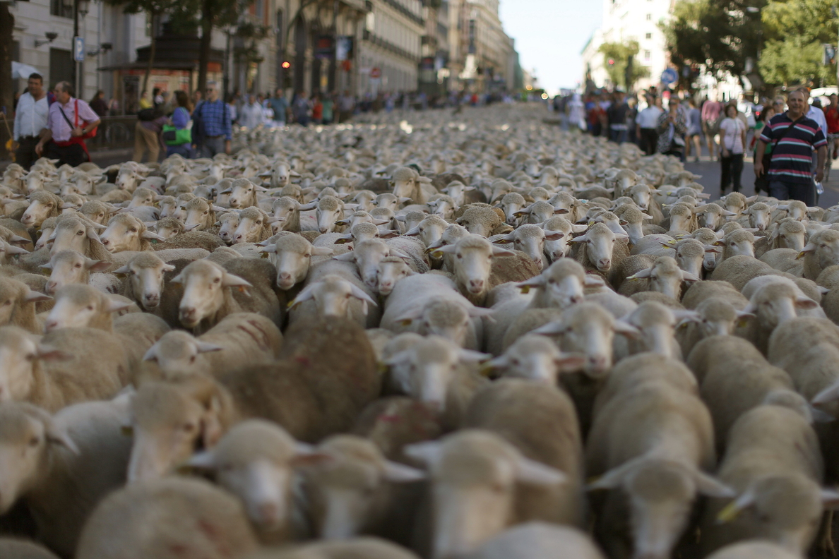 Madrid vuelve a celebrar este domingo su fiesta de trashumancia con el paso de 2.000 ovejas