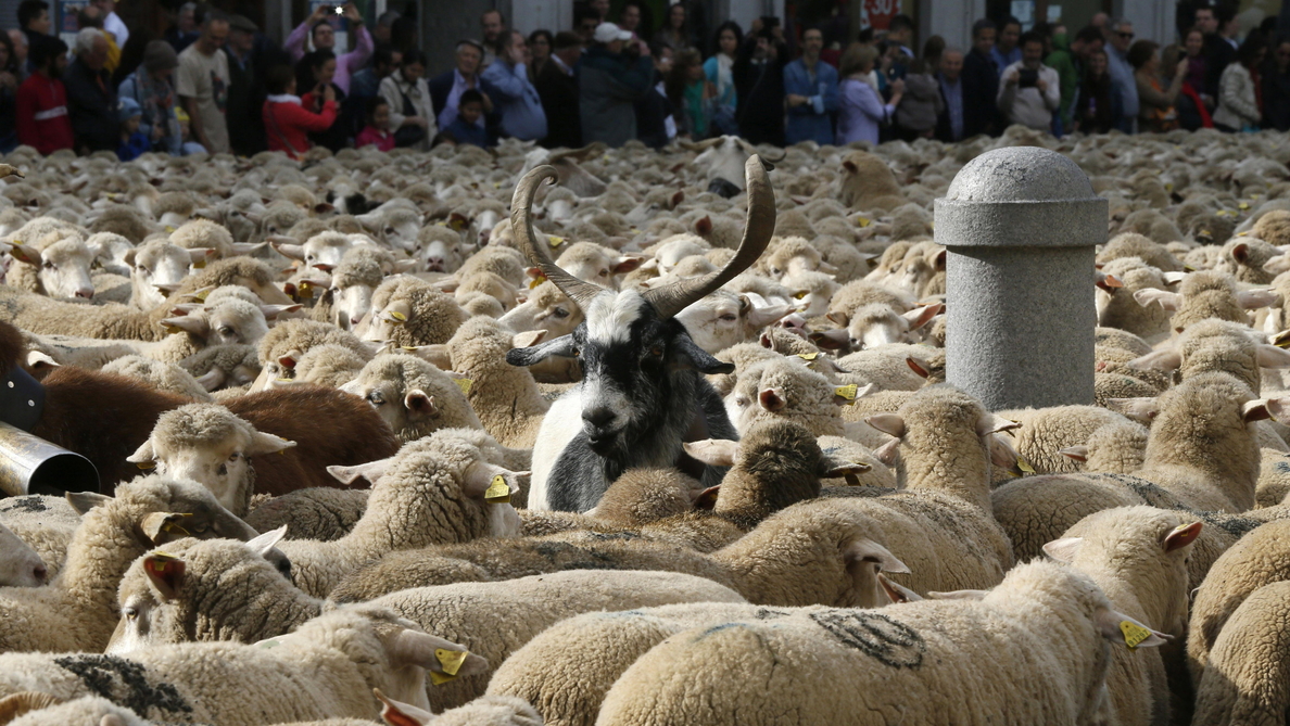 Dos mil ovejas para reivindicar la Trashumancia en el centro de Madrid