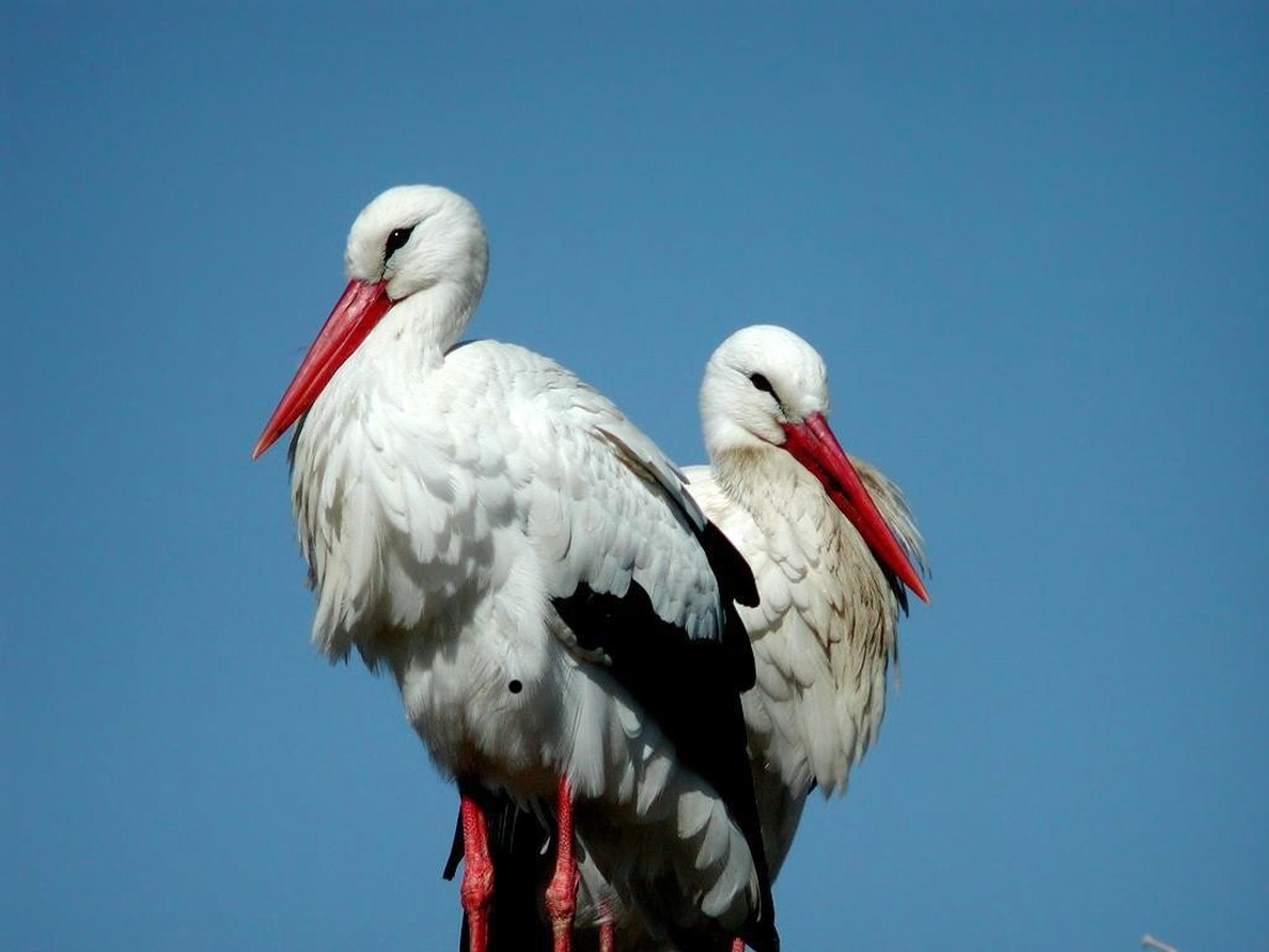 SEO/BirdLife reclama ambición a los gobiernos en la Cumbre de Especies Migratorias