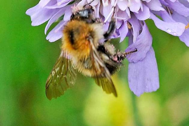Reino Unido pide cortar menos el césped y tratar a las abejas como estrellas de la Premier